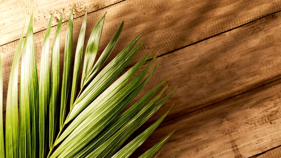 Palm Sunday