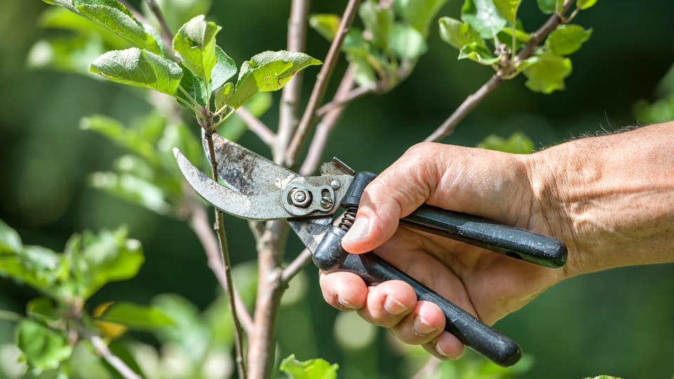 pruning