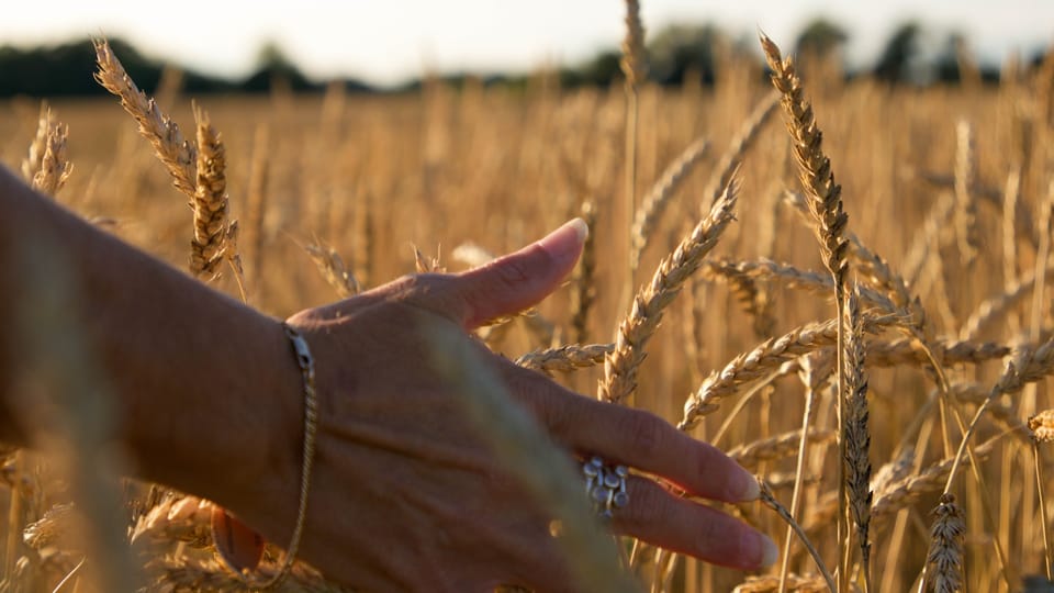 harvest