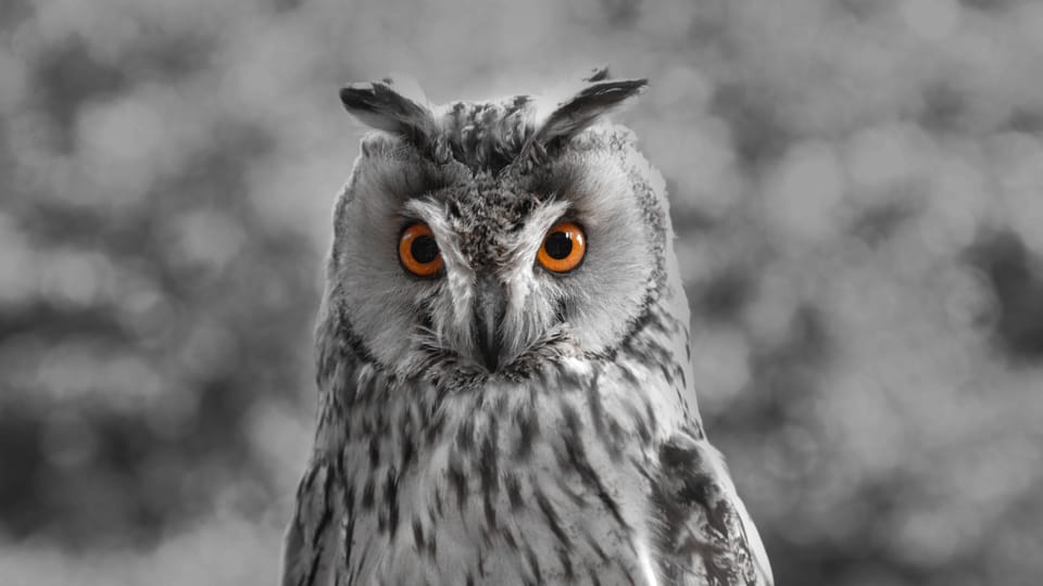 owl