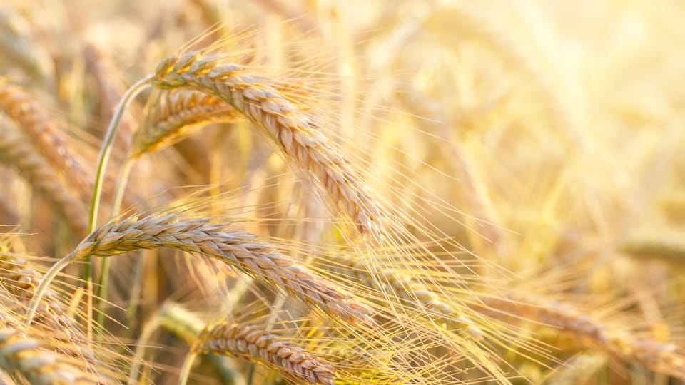 wheat
