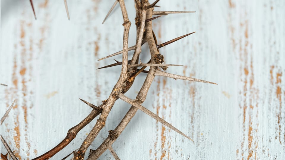 crown of thorns