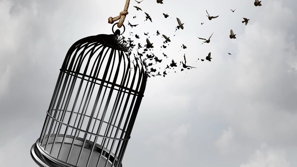 birdcage