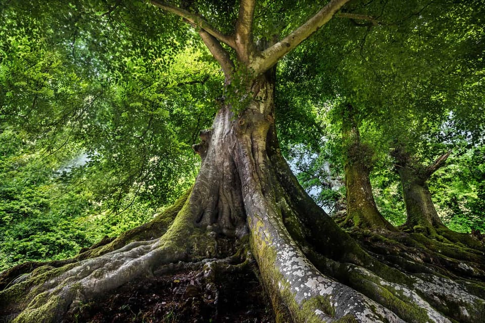 Flourishing old tree