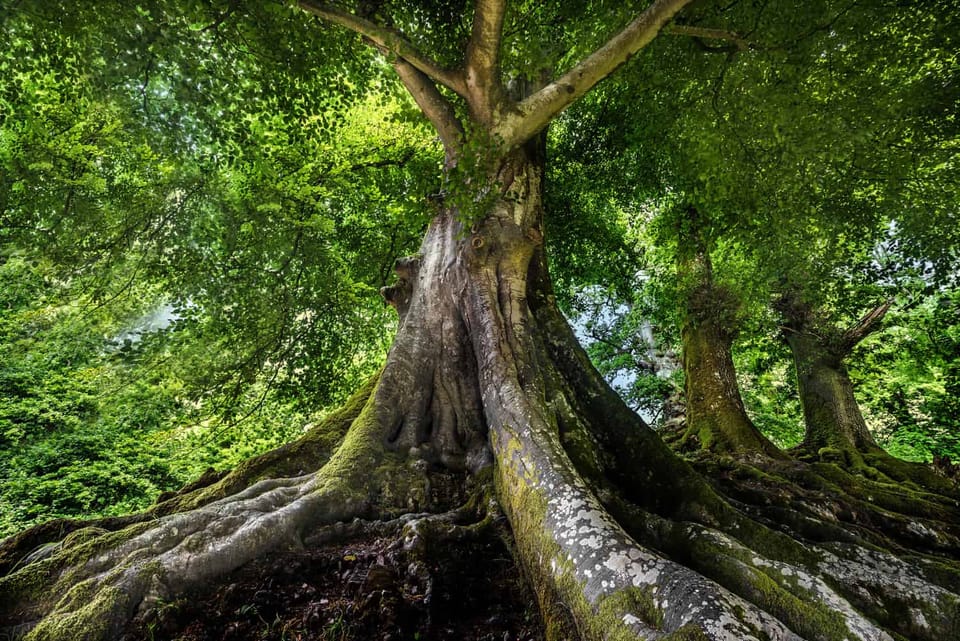 Flourishing old tree