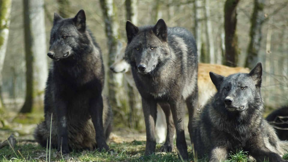 wolves