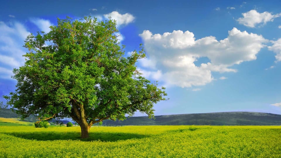 big green tree