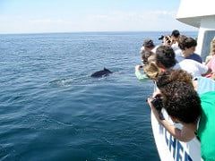 Tuesday’s adventure: Whale Watching