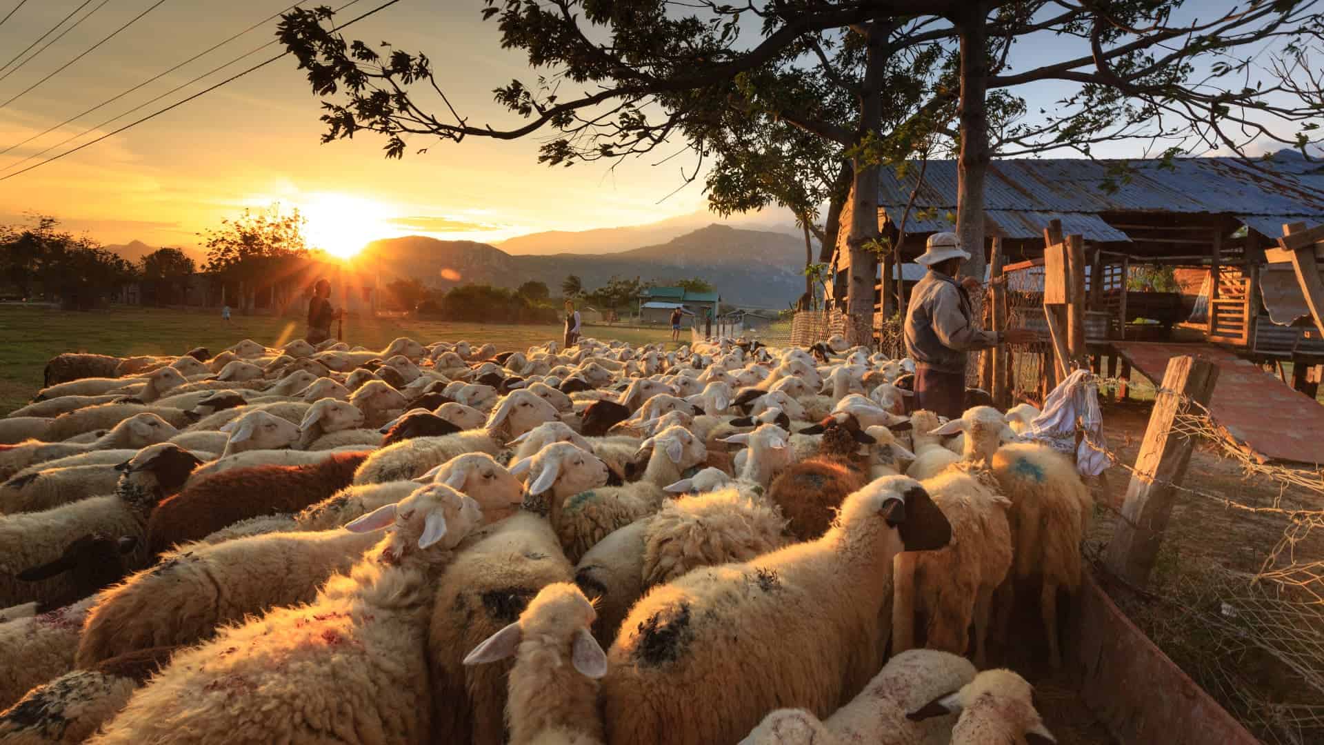 Ignore the Noise and Shepherd the Flock Among You