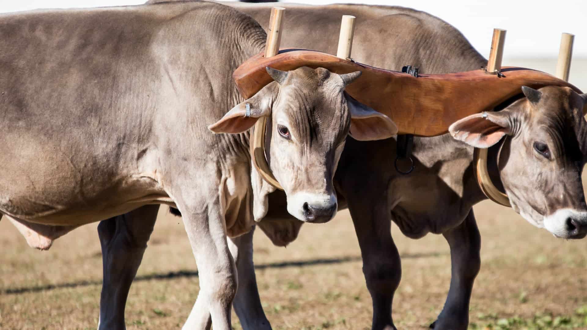 His Yoke Is Easy