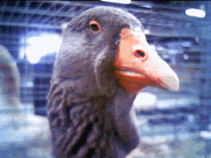 royalwinterfair1.gif